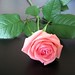 Hoa Ly Photo 24
