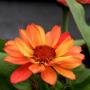Teresa Mcclain Photo 39