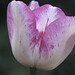 Teresa Calloway Photo 14
