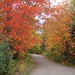 Carol Newman Photo 16