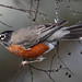 Robin Wheeler Photo 28