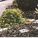 Susan Stump Photo 37