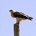David Shackleford Photo 29