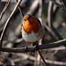 Robin Fisher Photo 44