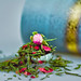 Rose Green Photo 14