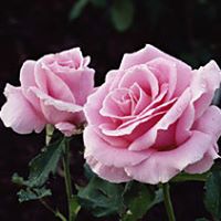 Kavitha Selvaraj Photo 23