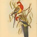 John Gould Photo 56