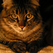 Jonathan Demeter Photo 6
