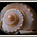 Craig Shell Photo 16