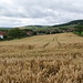Robin Wheat Photo 13