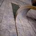 Thomas Laing Photo 2