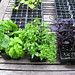 Basil Richmond Photo 6