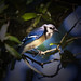 Jay Horner Photo 27