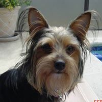 Diane Nieves Photo 6