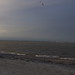 Robin Kite Photo 12