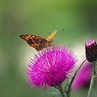 Mohammad Nazir Photo 7