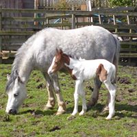 Anne Simpson Photo 32