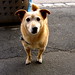 Harvey Russell Photo 17