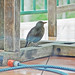 Brenda Starling Photo 18