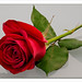 Rosa Maldonado Photo 34