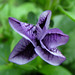 Deborah Curl Photo 17