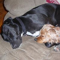 Dana Cheney Photo 27