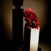 Sue Webster Photo 17