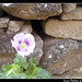 Flor Martinez Photo 12