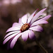 Craig Robson Photo 12