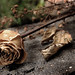 Rose Amato Photo 9