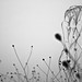 Elizabeth Buckley Photo 17