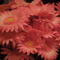 Susan Treadway Photo 30
