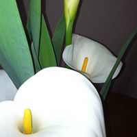 Lisa Cervantes Photo 16