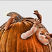 Kathleen Buckley Photo 22