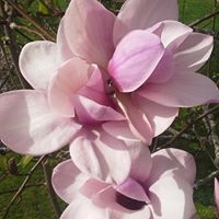 Colleen Davidson Photo 12