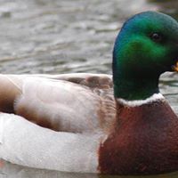 James Mallard Photo 16