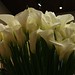 Lily To Photo 15