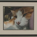 Virginia Lefever Photo 9