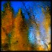 Lisa Walden Photo 12