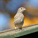 Robert Finch Photo 15