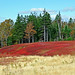 Dennis Fields Photo 34
