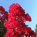 Myrtle Bush Photo 5