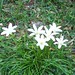 Lillie Woods Photo 11