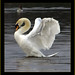 Glenn Swan Photo 8