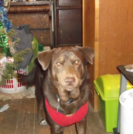 Sheila Webb Photo 39