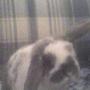 Nancy Honeycutt Photo 2