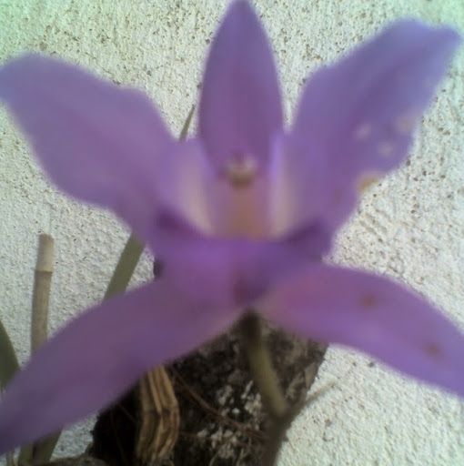 Consuelo Castro Photo 18