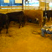 Chris Milam Photo 42