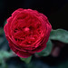 Rose Williams Photo 35
