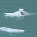 Tracey Seal Photo 14